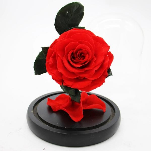 Buy cheap 100% Real Preserved Forever Rose, Eternal Rose, Galaxy Rose, Beauty and The Beast Rose in Glass - Lasts Up to 5 Years from wholesalers