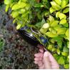 Buy cheap golf driver , golf club driver , golf head , golf drivers , titanium golf driver from wholesalers