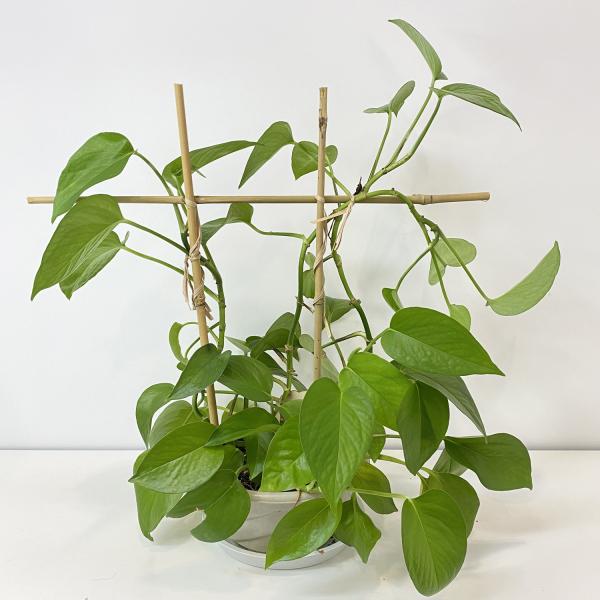 Buy cheap 100% Raw Bamboo Poles Bamboo Poles Stick 0.004m To 0.014m Diameter from wholesalers