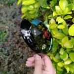 golf driver , golf club driver , golf head , golf drivers , titanium golf driver