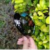 Buy cheap golf driver , golf club driver , golf head , golf drivers , titanium golf driver from wholesalers