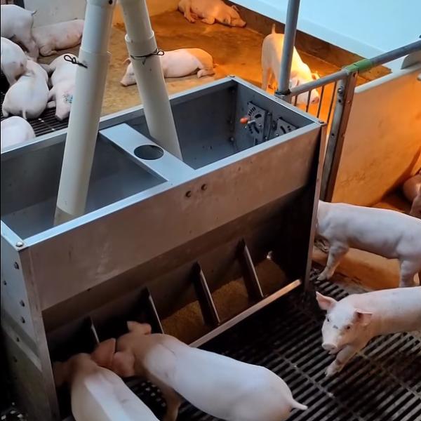 Buy cheap Plastic Floor Livestock Farming Nursery Cage Stainless Steel 304 Feeder from wholesalers