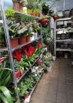 PP Wheel Galvanized Garden Center Dutch Flower Trolley