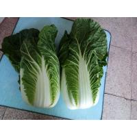 Buy cheap Green Outside Fresh Chinese Cabbage , Small Chinese Cabbage No Pesticide product