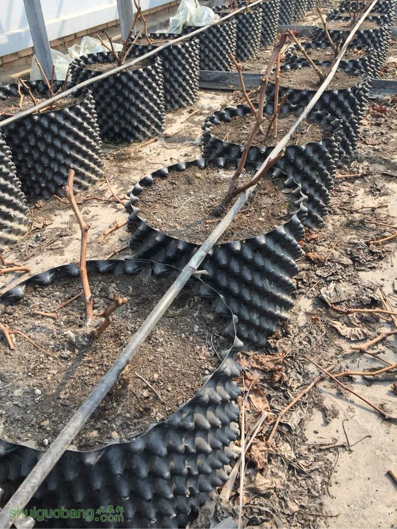 Root Control Pruning Container Plant Pot