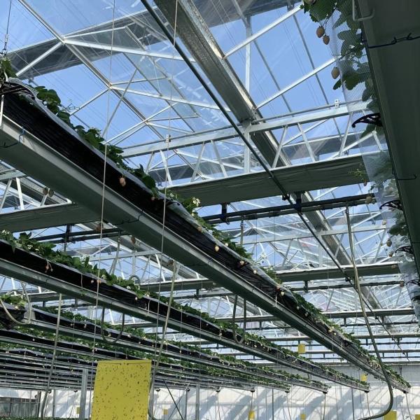 Buy cheap Commercial Greenhouse Type Roof Glass Greenhouse with Hydroponic System 30-Day Guarantee from wholesalers