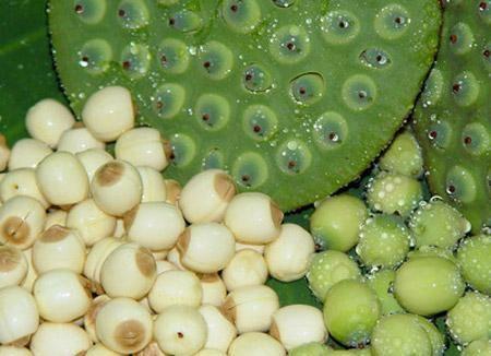 Quality Lotus seed Extract 10:1 TLC Stand against insomnia, 100% natural ingredients or healthcare, Chinese manufacturer for sale