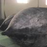 Buy cheap Marine Rubber Airbags Easy With 0.05 - 0.08MPa Ship Launching Rubber Airbags from wholesalers