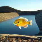 Waterproof Industrial Design Style LLDPE Geomembrane Liners for Aquaculture