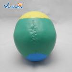 Professional Colored Human Skull Anatomy Skull Bones Anatomy 3d VIC-104C