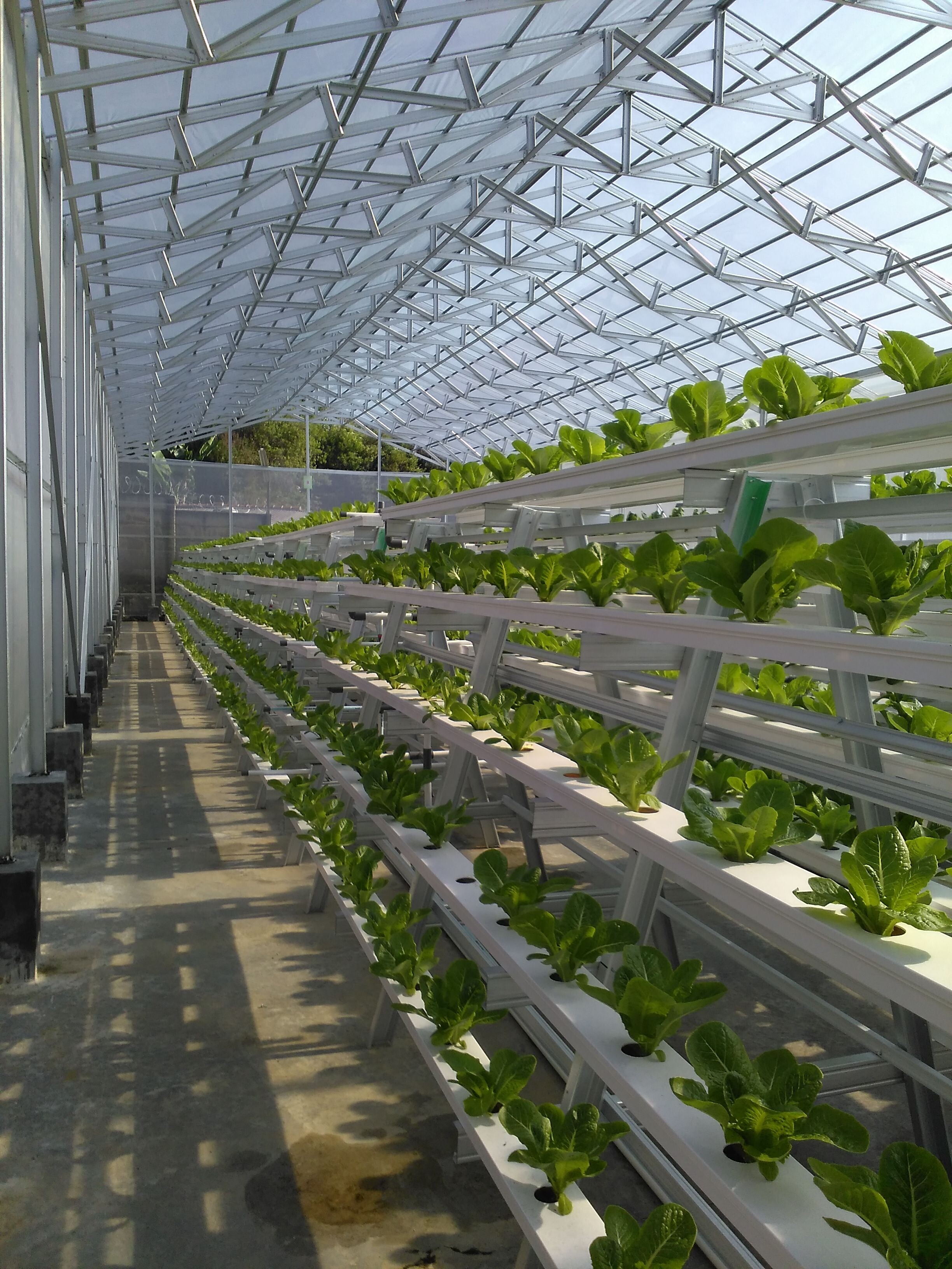 Clear 2 Inch Hydroponic System Plastic Mesh Basket Nursery Net Pot For NFT Plant Grow
