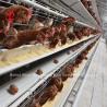 Buy cheap Good Price Hot galvanized Layer Farming Cage System A type Sale Adela from wholesalers