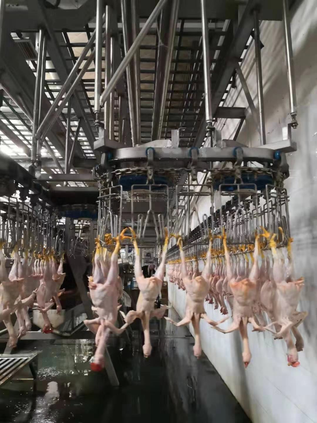Customized Design Nanjing Changxun Chicken Abattoir Production Line Slaughter House Equipment