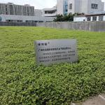 Seed Plant Tray for Everyday Season and Flower/Green Plant in Rooftop Decoration