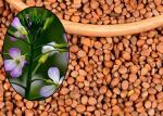 Cold Pressed Semen Raphani Oil Radish Seed Oil Top Grade For Health Care