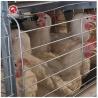Buy cheap 144 Birds Full Automatic Poultry Battery Cage Chicken Egg Layer Cage from wholesalers