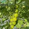 Buy cheap Customized JX-Glass Green House 2023 Juxiang Agriculture Equipment with Cooling System from wholesalers