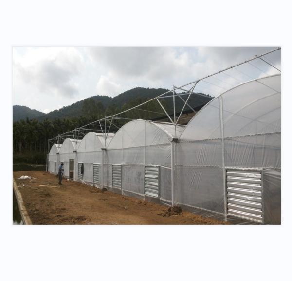 150/200 Micro Covering PE Multi Span Film Greenhouse For Tomato Farming In