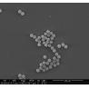 Buy cheap BeaverBeads 100 ML Magnetic Beads With 10 Mg/ML Concentration For Protein Isolation from wholesalers