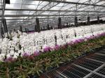 Buy cheap Flower Multi Span Greenhouse / Venlo Style Greenhouse Cover Material Polycarbona from wholesalers