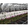 Buy cheap Side Height 2-6m PC Sheet Greenhouse / Clear Polycarbonate Greenhouse For Flower from wholesalers