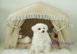 Outdoor Camping Pet Tent Waterproof Breathable Warm Inflatable Portable Mobile