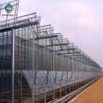 Stable Hot Galvanized Steel Venlo Glass Greenhouse 3.0mm Thickness