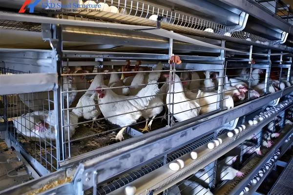 Buy cheap Steel Automatic H Type Battery Cage For Chicken / Bird Poultry Farming from wholesalers