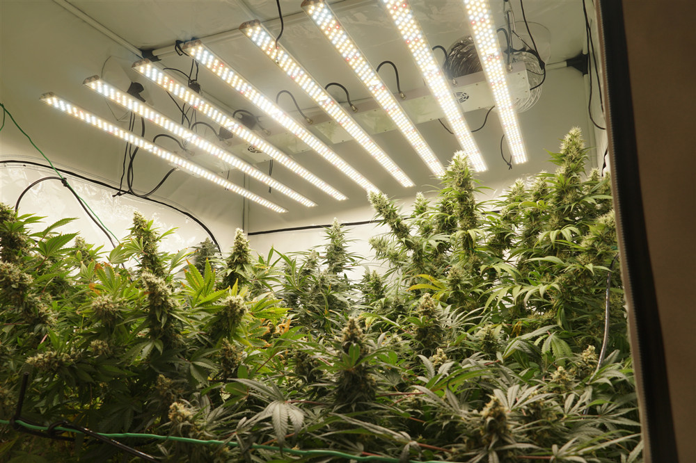 Deep Penetration 650 Watt Led Grow Light , Led Plant Grow Light IP54 Rating