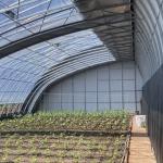 Commercial Aquaponics Greenhouse for Sunlight Sparay Irrigation Vegetable