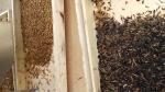 220V 50HZ Multifunction Color Sorter , Yellow Mealworm Sorting Machine