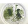 Buy cheap Texture Powder Ulva Lactuca Seaweed Sustainably Harvested Sprinkling Umami Delight from wholesalers