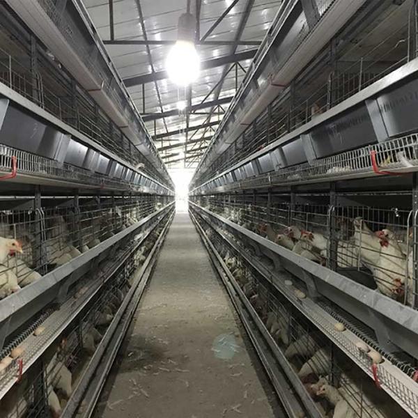 Buy cheap 4 - 8.5m Raising Poultry Chicken Cage Battery Control With Auto Egg Collector from wholesalers