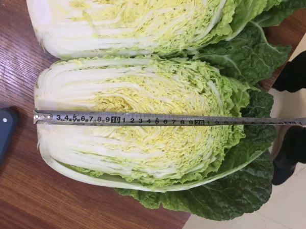 Buy cheap Good Taste Flathead Cabbage / Improve Digestion Early Round Dutch Cabbage from wholesalers