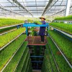 Customized JX-Glass Green House 2023 Juxiang Agriculture Equipment with Cooling
