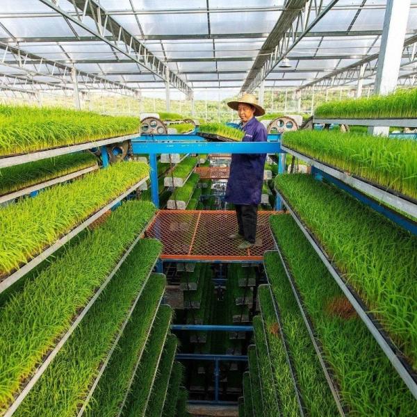 Buy cheap Customized JX-Glass Green House 2023 Juxiang Agriculture Equipment with Cooling System from wholesalers