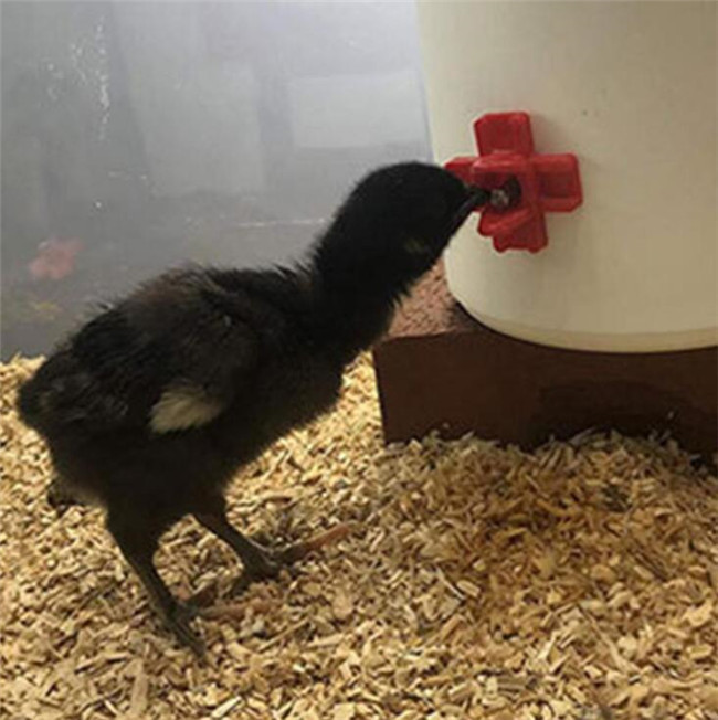Cnc Auto Horizontal Poultry Nipples Impermeable Horizontal Side Mount Chicken Waterer