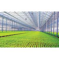 Buy cheap 4mm Toughened Vegetable Plants Growing Greenhouse product