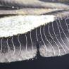 Buy cheap Custom Designs Crystal Porcelain Wall Art Decor Painting UV Print 3D Plantain Leaves from wholesalers