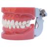 Buy cheap Standard Oral Dental tooth teaching model----A1 from wholesalers