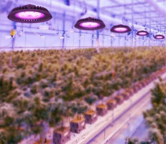 Topsung 100watt commercial dimmable veg flower led grow light full spectrum led