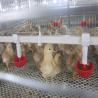 Buy cheap Automatic Broiler Equipment For Chicken House, 380V 50HZ, SONCAP Approved from wholesalers