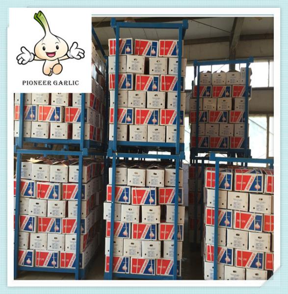 Buy cheap china white garlic 5cm 5.5cm 6cm Health Food Fresh Purple Garlic from wholesalers