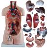 Buy cheap Professional Human Torso Model 85cm Sexless Torso 20 Parts For Simulation Training from wholesalers