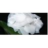 Buy cheap CAS 1310-73-2 Pharmaceutical Grade Sodium Hydroxide 99 % Caustic Soda Pearls from wholesalers
