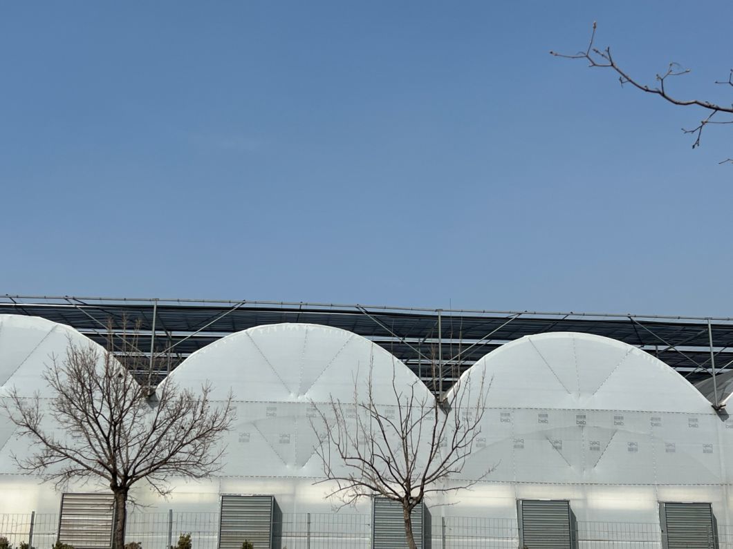 Drip Irrigation Greenhouse for Large Scale Farming