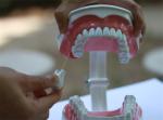OEM 2 Times Dental Materials Plastic Human Anatomy Model