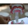 Buy cheap OEM 2 Times Dental Materials Plastic Human Anatomy Model from wholesalers