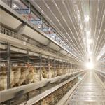 H Type 256 Birds / Set Automated Battery Cage System Poultry Farming
