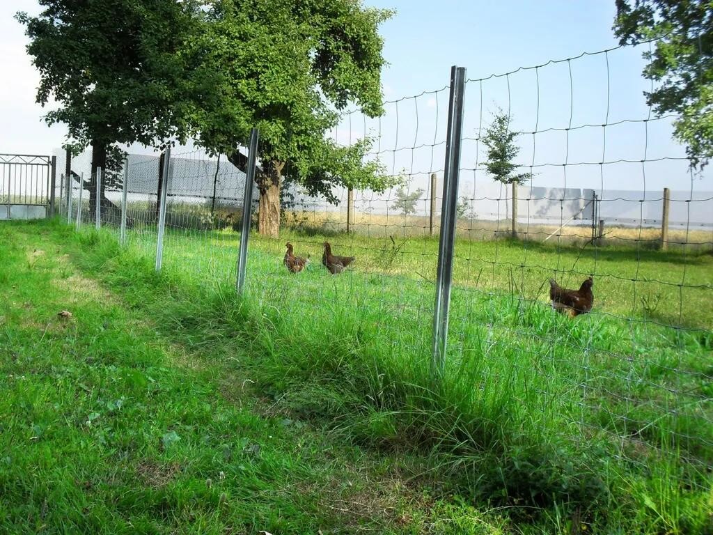 Farm Fence / Farm Fence Post 6inch Hole Spacing Zinc Coating Fence Panels for Security 50m Length